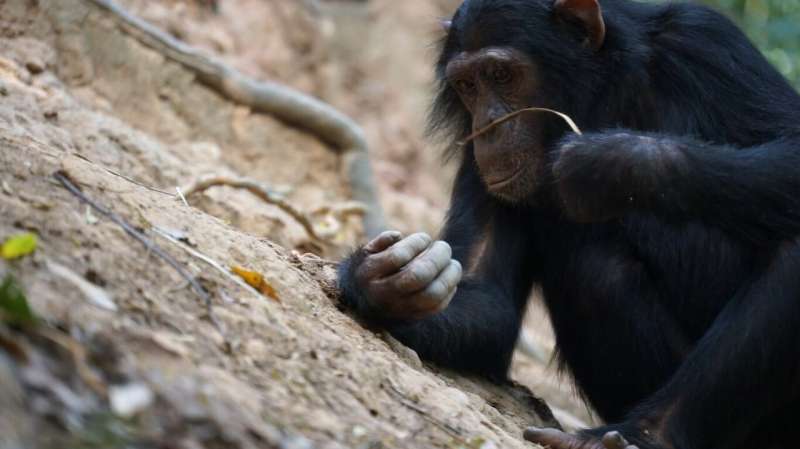 Fishing chimpanzees found to enjoy termites as a seasonal treat