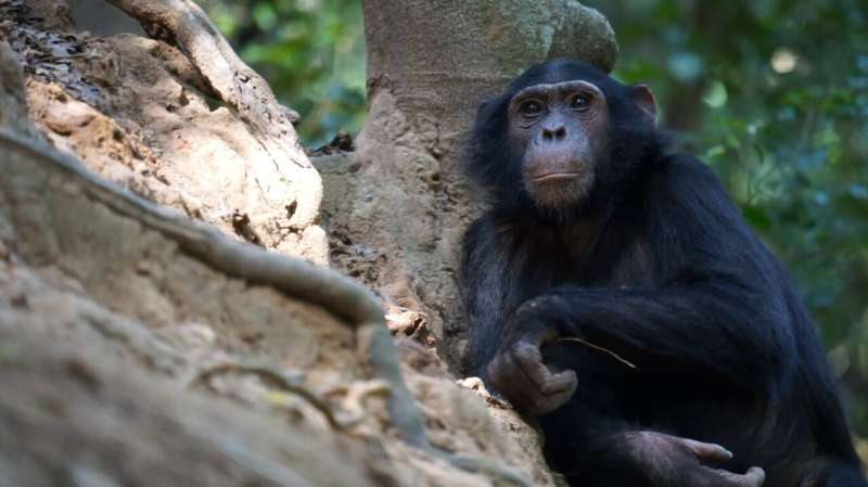 Fishing chimpanzees found to enjoy termites as a seasonal treat