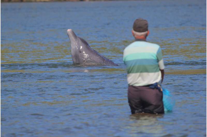 Fishing in synchrony brings mutual benefits for dolphins and people in Brazil, research shows