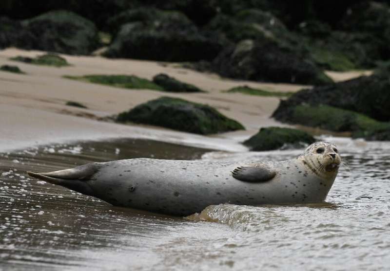 Fishing nets are a hazard for seals