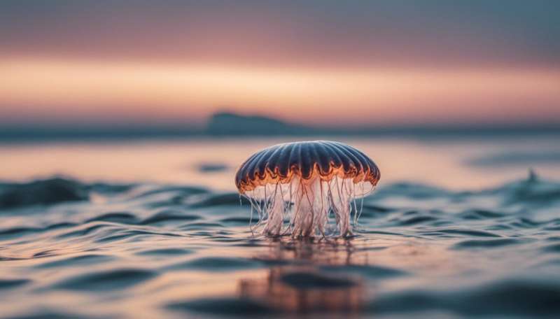 Five jellyfish species you may encounter more often in UK's warming seas