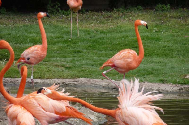 Flamingos form cliques with like-minded pals