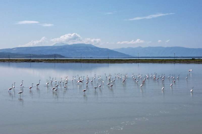 Flamingos on Albania's Narta lagoon near Vlora