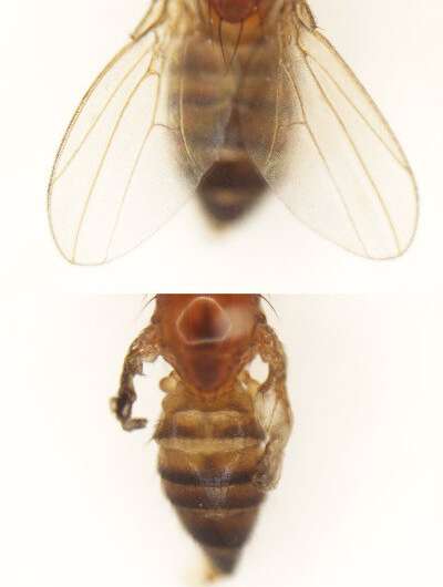 Flies aren't freaks when it comes to cell death