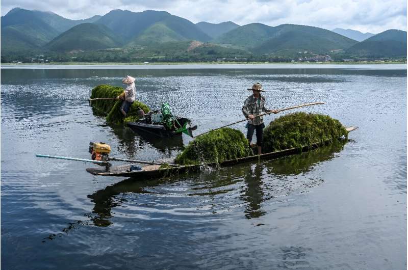 Floating farms have become as ubiquitous at Inle Lake as its famed houses on stilts and leg-rowing fishermen