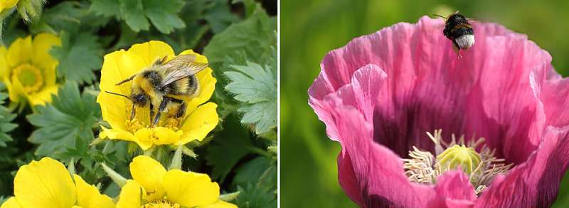 Flower patterns make bumblebees more efficient