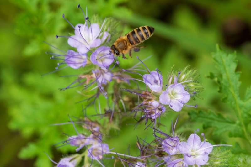 Flores que benefician tanto a las abejas como a la biodiversidad