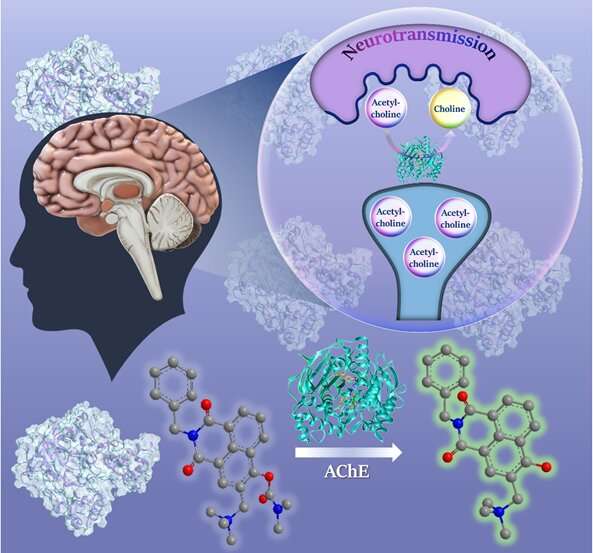 Fluorogenic probe to detect enzyme linked to early stage of Alzheimer's  