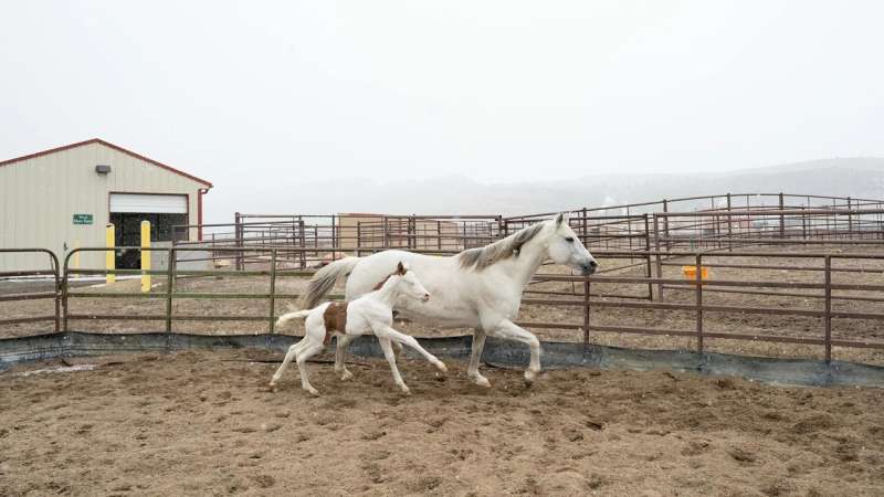 Foal bred by surrogacy at Equine Reproduction Laboratory highlights CSU's care for the whole horse