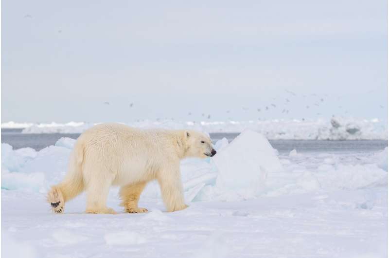 Following in polar bears' footprints: DNA from snow tracks could help monitor threatened animals