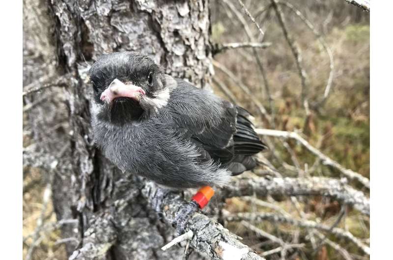 For Canada jays, sibling rivalry can be deadly as winner takes all