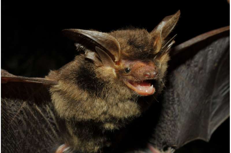 For the first time in 100 years: South American bat rediscovered after a century