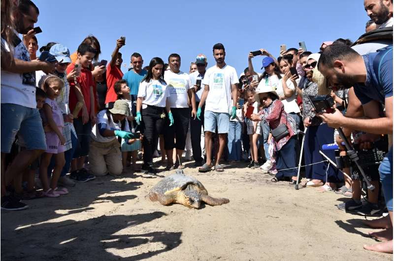 For the last month, loggerhead sea turtle Rose has been recovering at the First Aid Sea Turtle Center in Tunisia