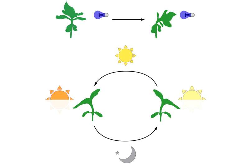 For the sunflower, turning toward the sun requires multiple complex systems