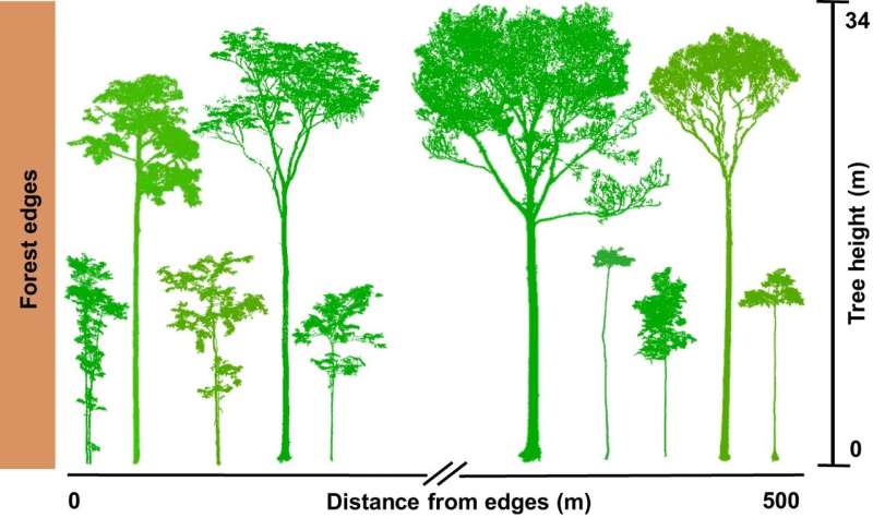 Forest fragmentation is changing the shape of Amazonian trees