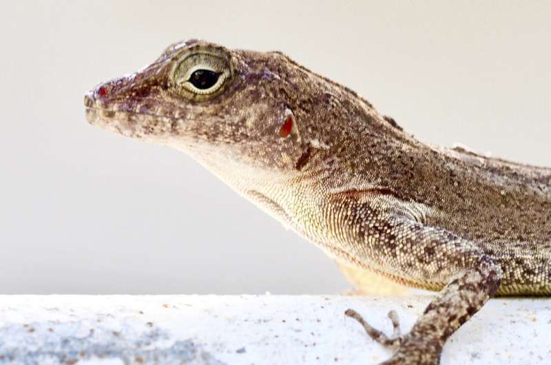 Forest lizards genetically morph to survive life in the city