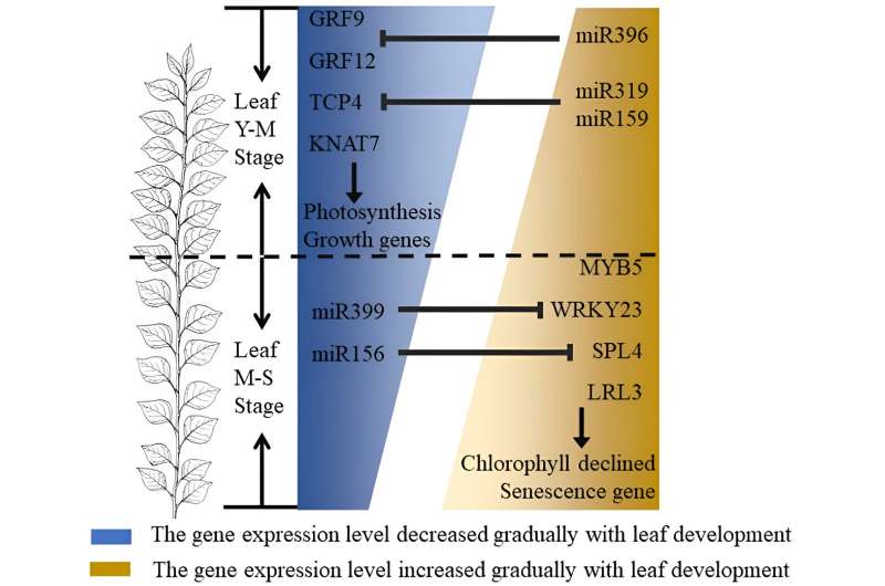Forest polyploid breeding group analyzes the genetic regulatory network of poplar leaf development