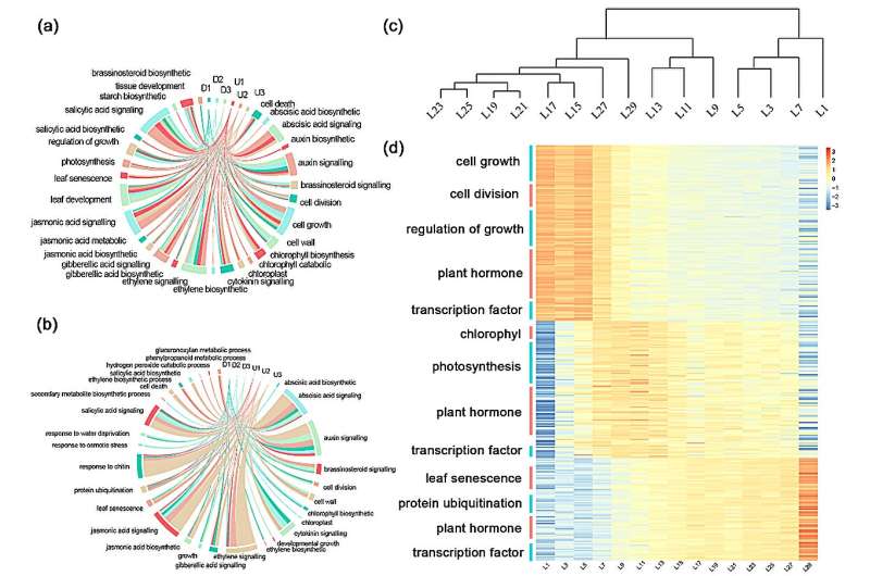 Forest polyploid breeding group analyzes the genetic regulatory network of poplar leaf development