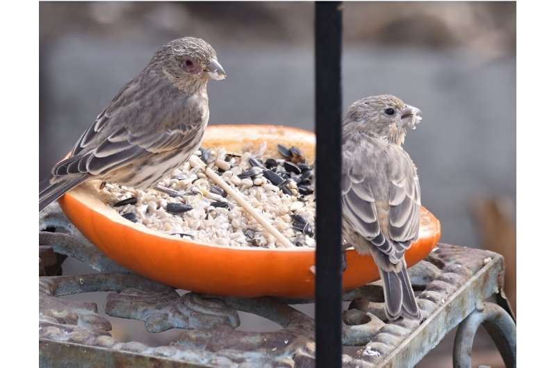 Forget social distancing: House finches become more social when sick