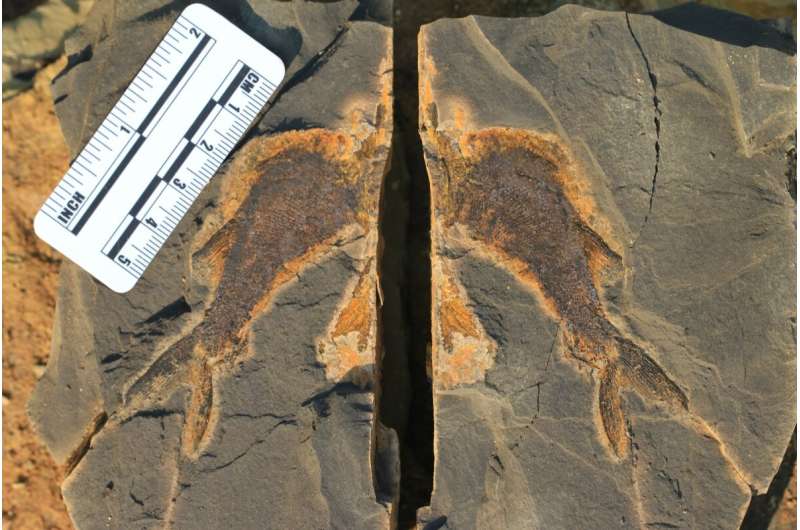Fossil discovery reveals complex ecosystems existed on Earth much earlier than previously thought