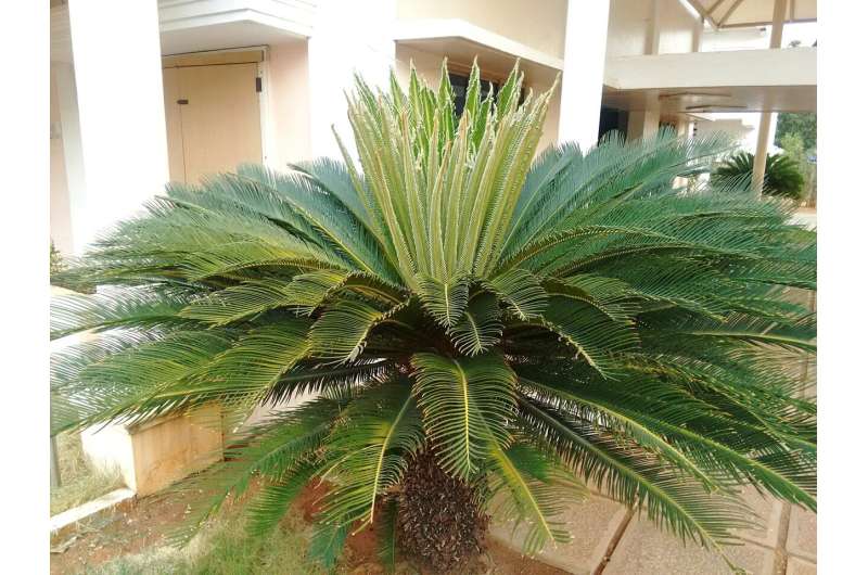 Fossil find in California shakes up the natural history of cycad plants