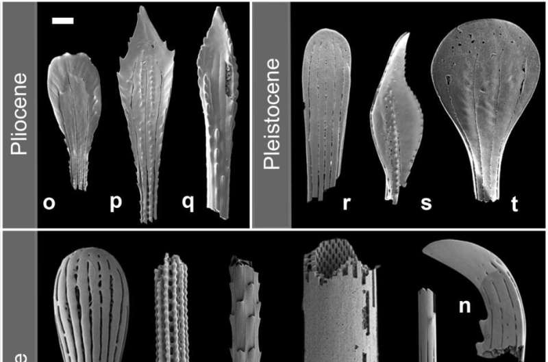 Fossil spines reveal deep sea's past