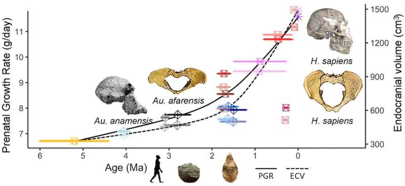 Fossil teeth reveal how brains developed in utero over millions of years of human evolution—new research