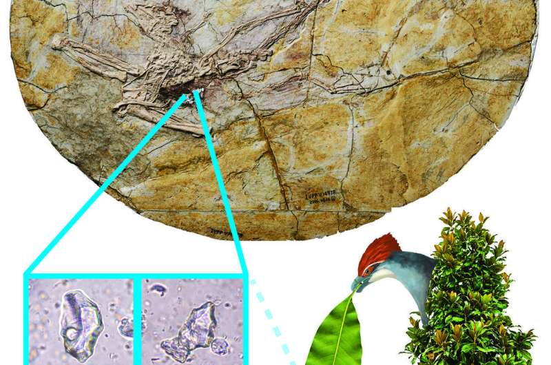 Fossil unveils leaf eating among earliest birds