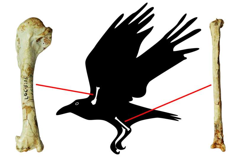 Fossils show ravens lived alongside early humans in Beijing