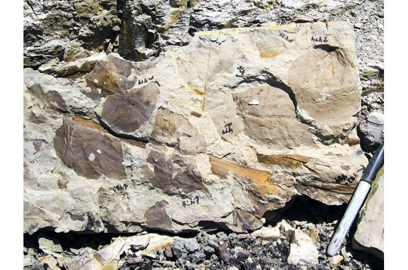 Fossils show widespread plant extinctions after asteroid wiped out dinosaurs