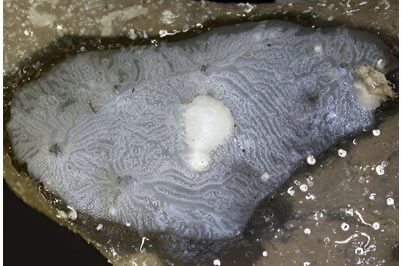 Four rare and delicate sponges described