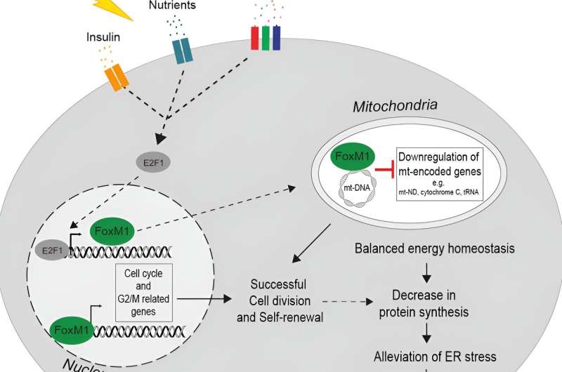 FoxM1 coordinates cell division, protein synthesis, and mitochondrial activity in β-cells
