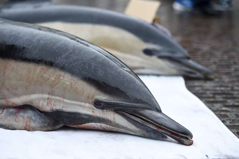 France's highest administrative court has ordered more protection for dolphins from the fishing industry
