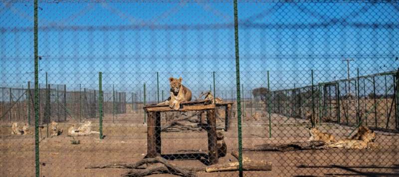 Fraudulent microchip use and compliance issues found on controversial lion farms in the Free State, South Africa