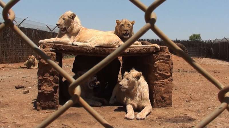 Fraudulent microchip use and compliance issues found on controversial lion farms in the Free State, South Africa