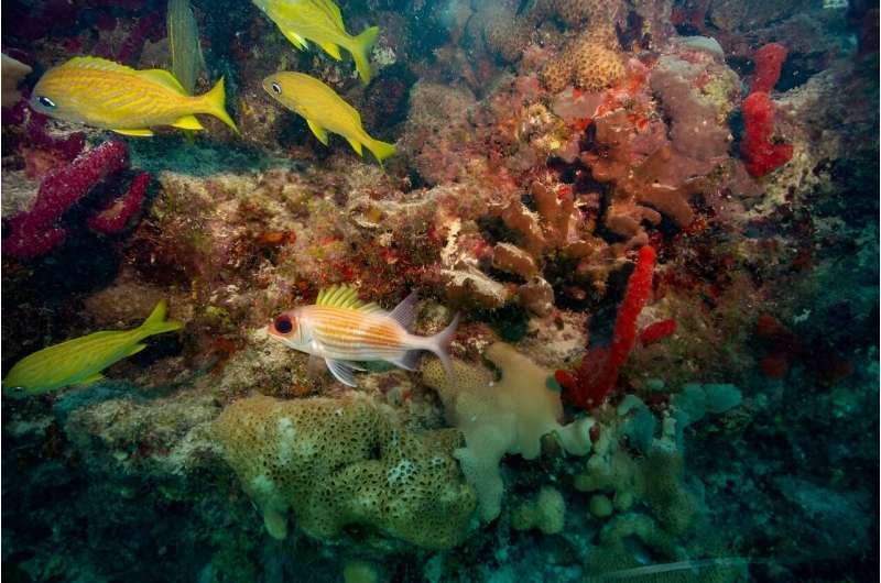 French grunt fish and a longspine squirrelfish swim around a coral reef in Key West, Florida