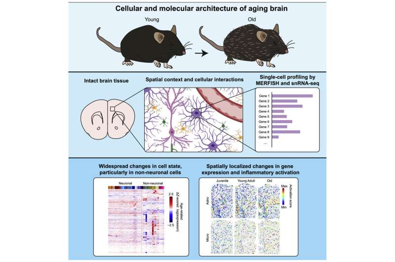 Fresh insights into inflammation, aging brains