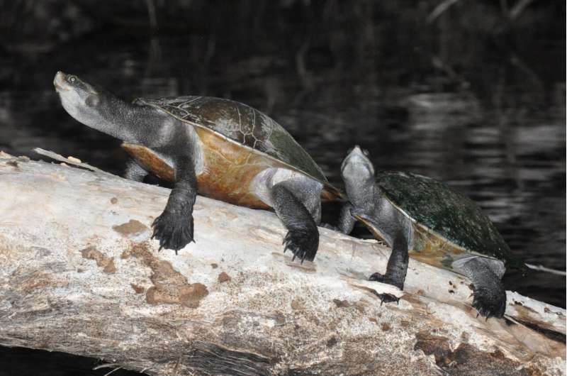 Freshwater turtles found basking in the moonlight