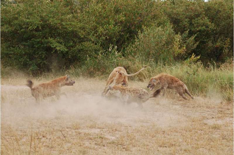 'Friendly' hyenas are more likely to form mobs