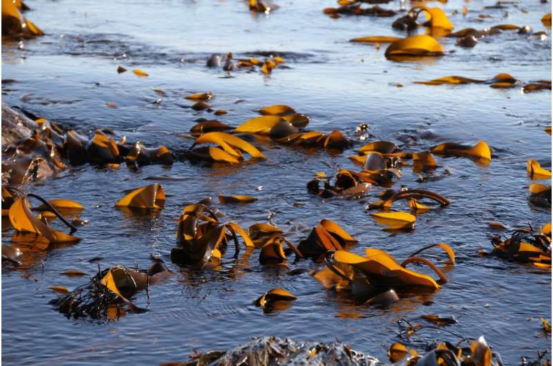 From butter to baths, seaweed's potential is being tapped in Europe
