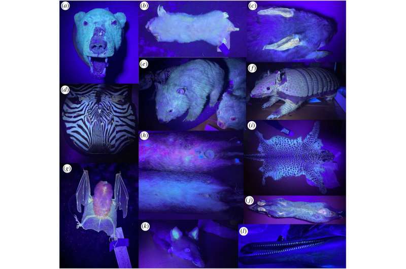 From glowing cats to wombats, fluorescent mammals are much more common than you'd think