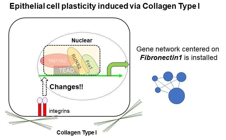 From grave to cradle: Collagen-induced gut cell reprogramming