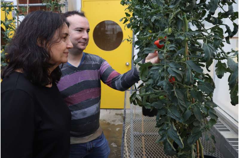 From ground-hugging to groundbreaking: How a unique tomato mutation could transform sustainable agriculture
