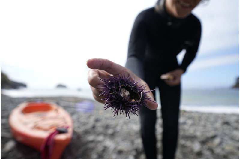 From urchin crushing to lab-grown kelp, efforts to save California's kelp forests show promise