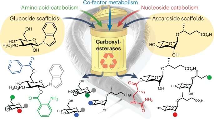 From waste to wonder: unlocking nature's biochemical recycling secrets