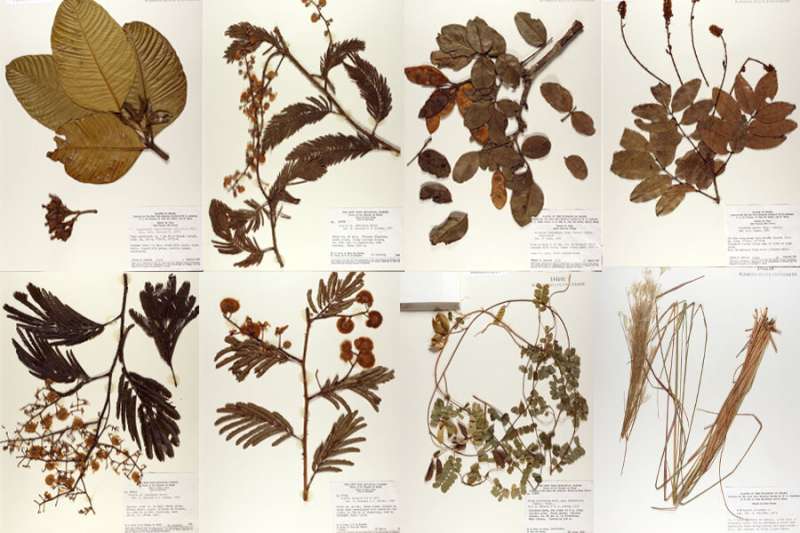 FSU Research: Colonization influences worldwide distribution of plant specimens