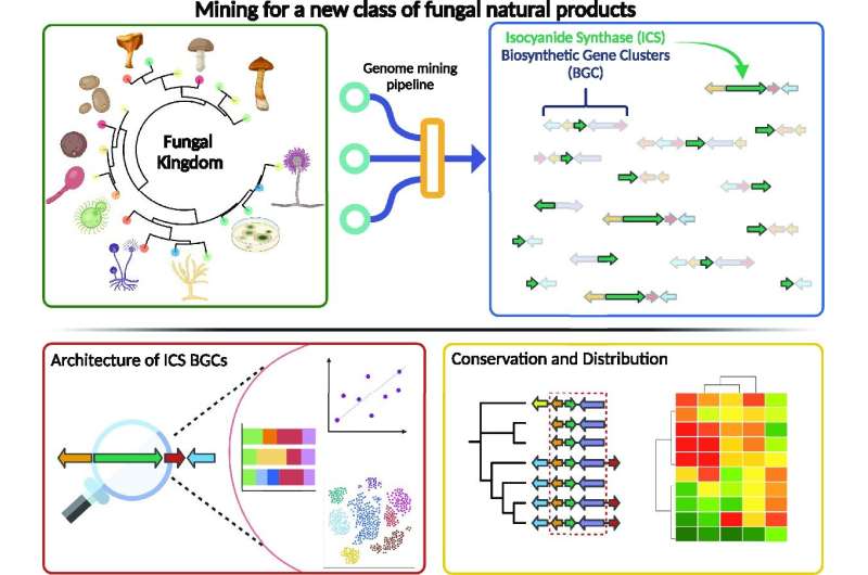 Fueled by new chemistry, algorithm mines fungi for useful molecules