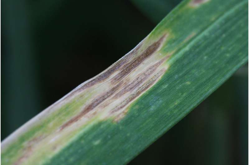 Fungal infections of crops threaten global food security