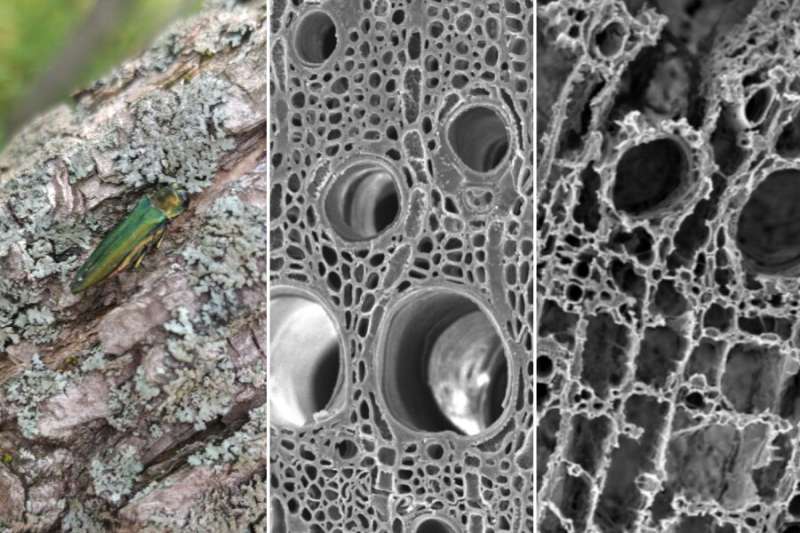 Fungi contribute to loss of structural strength in trees attacked by emerald ash borer