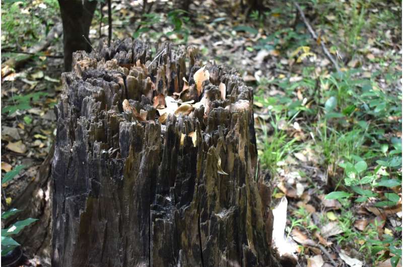 Fungi that breaks down hardwood trees found able to do the same with plastic